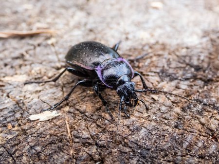 Macro shot of the Bronze ground beetle or bronze carabid (Carabus nemoralis) - a large, black ground beetle with coppery sheen and the edges of its elytra iridescent purple