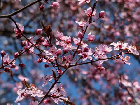 Close-up shot of a single pink bloom of the flowering plum or cherry plum (prunus cerasifera) Atropurpurea in sunlight with blue sky in background in early spring. Pink floral scenery