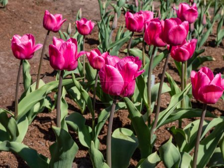 Tulip Emmy peeck blooming with wide goblet-shaped, large, dark lilac-pink flowers with lighter edges of the petals in bright sunlight in the garden