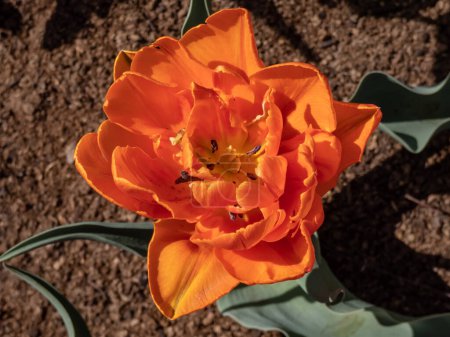 Galardonada Doble tulipán tardío 'Princesa naranja' floreciendo con cálidos pétalos anaranjados enrojecidos con púrpura rojizo y vidriados ligeramente en rosa cálido en el jardín