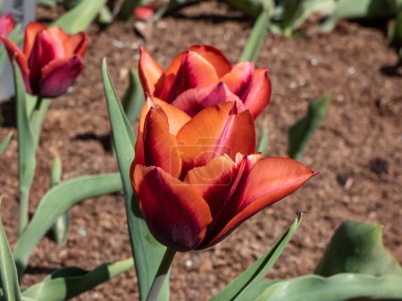 Tulipán único 'Slawa' floreciendo con flor de color rojo oscuro que tiene un borde rosado con un brillo naranja que se desvanece a blanco plateado a medida que la flor madura en el jardín