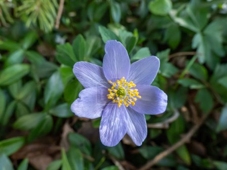 Anémona de madera de un solo resorte - Anemone nemorosa Allenii - gran flor maravillosa de color azul lavanda o azul plateado con siete pétalos (el nombre de James Allen) con fondo verde borroso