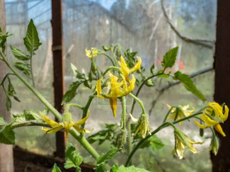 Makroaufnahme von gelben Blüten in voller Blüte von Tomatenpflanzen, die auf Tomatenpflanzen wachsen, bevor sie im Gewächshaus Früchte tragen. Pflanzensämlinge, keimende Sämlinge