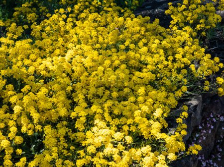 Gros plan du panier d'or, d'or ou de poussière d'or (Aurinia saxatilis ou Alyssum saxatile, Alyssum saxatile var. compactage) floraison avec de petites fleurs jaunes dans le jardin au printemps