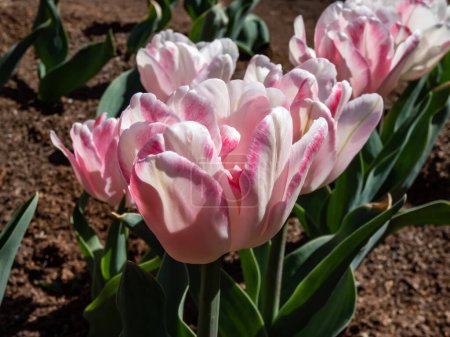 Galardonado, doble tulipán temprano 'Foxtrot' que florece con rosas profundas, flores rosadas y blancas con reflejos blancos brillantes y midveins verdes variables en el jardín