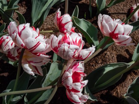 Award-winning double late tulip 'Carnaval de Nice' blooming with extremely large flower with double set, densely-packed bowl of white petals splashed with burgundy stripes in the garden