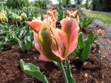 Galardonado, inusual Tulipán 'Artista' floreciendo con increíbles flores de color naranja dorado y plumas verdes suaves en el jardín en verano
