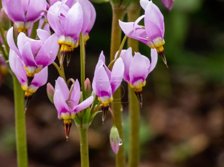 Group of pink-flowered flowers of Primula meadia, the shooting star or eastern shooting star (Dodecatheon meadia) flowering in the garden with green background