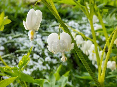 Weißes blutendes Herz (Dicentra spectabilis) 'Alba' mit geteiltem, hellgrünem Laub und gebogenen, reinweißen, herzförmigen Blüten mit hervorstehenden weißen Blütenblättern, die über dem Laub baumeln