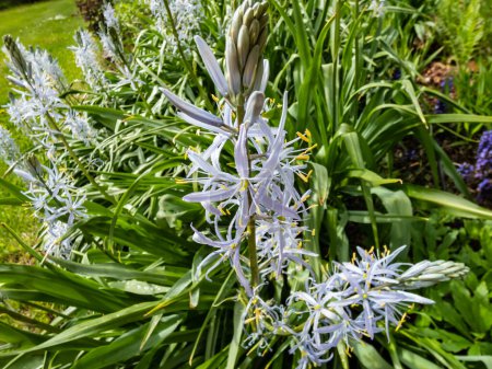Foto de Primer plano de la camass del Cusick (Camassia cusickii) floreciendo con flores de color azul cielo a blanco con vistosas anteras amarillas en el jardín como planta ornamental en verano - Imagen libre de derechos