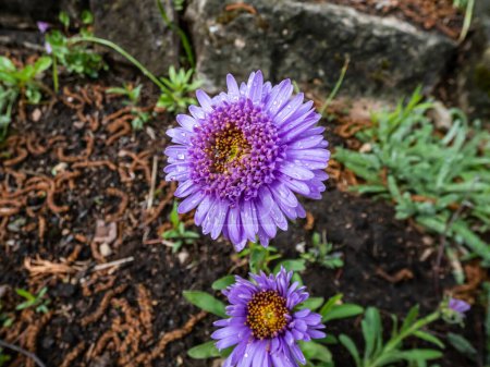 Close up shot of the alpin aster or blue alpine daisy (Aster alpinus) flowering with large daisy-like flowers with blue-violet rays with yellow centers on a gloomy and rainy day