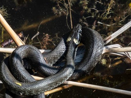 Close-up shot of Black grass snake (Natrix natrix) in the pond among water vegetation in sunlight. Focus on eye and head of eurasian non-venomous snake showing the distinctive yellow collar
