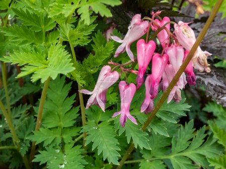 Photo for Macro shot of the opened and long shaped cluster of pink flowers of flowering plant wild or fringed bleeding-heart, turkey-corn (Dicentra eximia) with oddly shaped flowers in the garden - Royalty Free Image