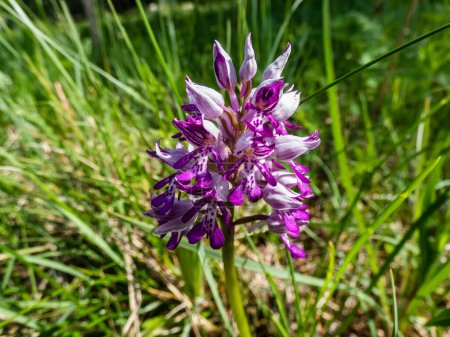 Foto de Macro shot of the military orchid (Orchis militaris) with the inflorescence that forms a purplish dense cone consisting of many flowers - a lilac colour outside and a veined purple colour inside - Imagen libre de derechos