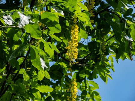The golden chain or golden rain tree (common laburnum) flowering with the long racemes of densely packed yellow flowers in the park