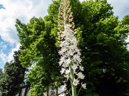 The foxtail lily or giant desert candle (Eremurus robustus) in full bloom. Spectular, very tall, narrow plant with inflorescence covered with many white flowers in bright sunlight in the garden