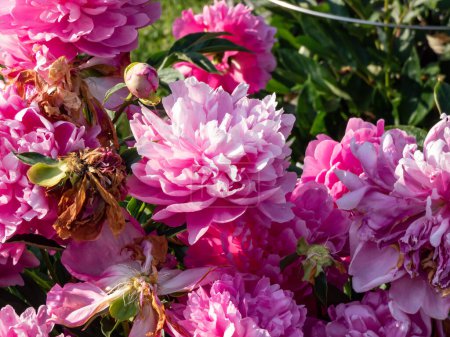 Chinese Peony, Garden Peony 'Wrinkles & Crinkles' (Paeonia lactiflora) flowering with full, rich pink flowers in bright sunlight in the garden