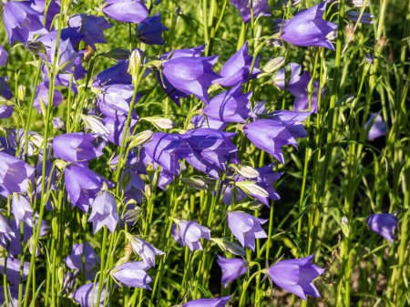 Grupo de la flor de campanario de hojas de melocotón (Campanula persicifolia) con flores en forma de copa de color azul lila en la luz del sol brillante en verano