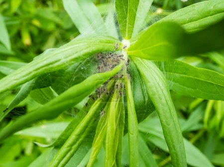 Makroaufnahme von winzigen Spinnen der Netzspinne (Pisaura mirabilis) im Nest mit jungen Spinnen und Eisaft auf einer grünen Pflanze im Sommer