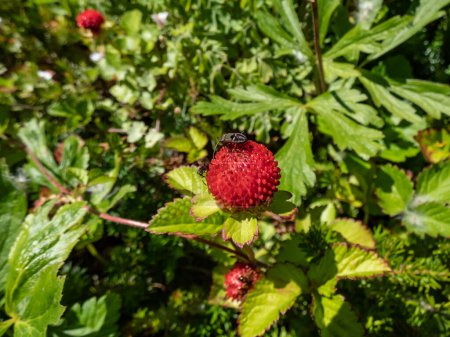 Falso, indio o falso fresa (Potentilla indica) o fresa del patio trasero con fruta roja en el jardín en verano