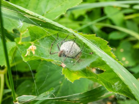 Macro shot of tiny spiderlings of Nursery web spider (Pisaura mirabilis) in the nest with young spiders and egg sac on a green plant with adult female spider next to it among green vegetation
