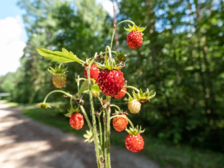 Plants of wild strawberry (Fragaria vesca) with perfect, red, ripe fruits and foliage outdoors with forest and blue sky bacground in sunlight. Taste of summer
