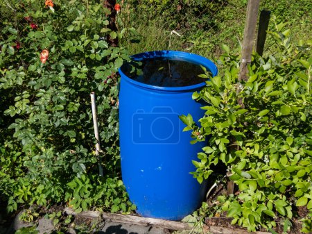 Blue, plastic water barrel reused for collecting and storing rainwater for watering plants full with water surrounded with green summer vegetation