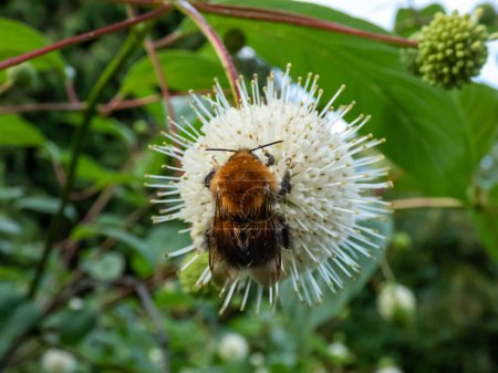 Macro of a bumblebee collecting pollen from a single flower of the buttonbush, button-willow or honey-bells (Cephalanthus occidentalis). Macro shot of white flower arranged in spherical inflorescence