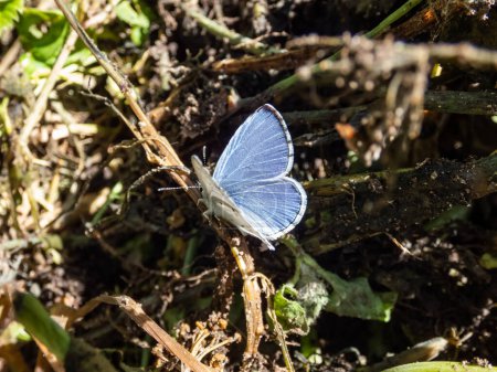 Primer plano de la mariposa azul de Holly (Celastrina argiolus) en verano. El azul acebo tiene alas de color azul plateado pálido manchadas con puntos de marfil pálido