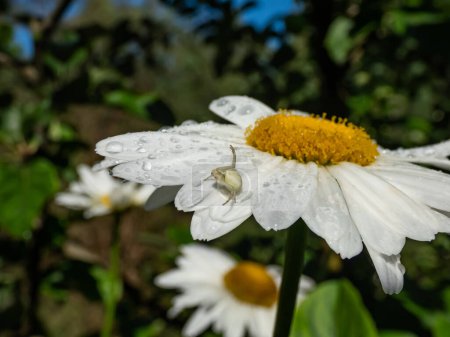 Macro of adult female of the crab spider, goldenrod crab spider or flower spider (Misumena vatia) hunting its prey on a white daisy flower in a garden