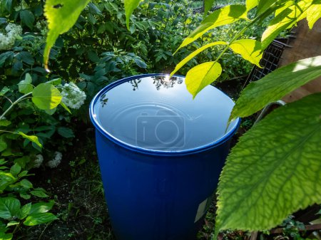 Blue, plastic water barrel reused for collecting and storing rainwater for watering plants full with water and water dripping from the roof during summer day surrounded with vegetation