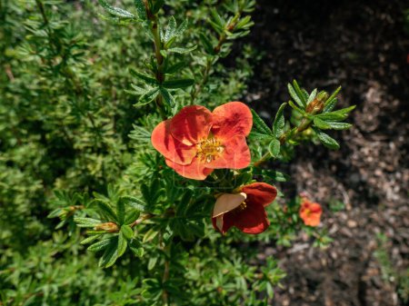 Shrubby Cinquefoil (Pentaphylloides or Potentilla fruticosa) 'Red robin' with small leaves composed of five leaflets and red flowers, pale yellow on the reverse, in summer and early autumn