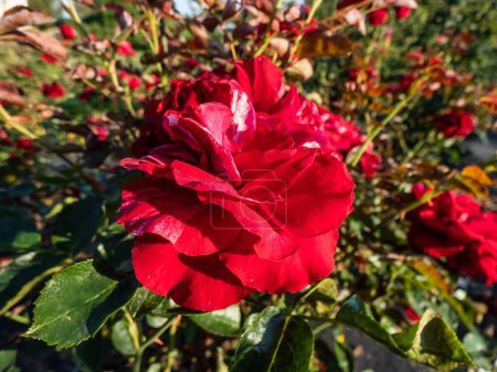 Shrub rose 'Deep impression' flowering with large, fully double, deep red flowers with white stripes in the garden in summer