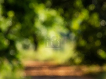 Green bokeh effect and purposely blurred view of sunlight throught green leaves. Green and fresh feeling. Blurry background with photographic bokeh effect in beautiful nature tones