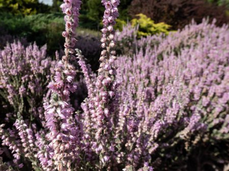 Macro of Calluna vulgaris 'Silver cloud' with bright silvery-grey foliage flowering with spikes of pale purple flowers in summer through to autumn. Floral background