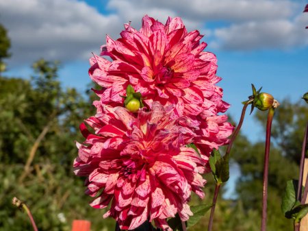 Close-up shot of the Dahlia 'Mingus Toni' flowering with bright pink, purple blooms that have stunning speckles and streaks of red with a glowing yellow center