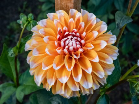Close-up shot of the dahlia 'Bahama Apricot' flowering with flowers with apricot petals fading to ivory-white at the tips in the garden