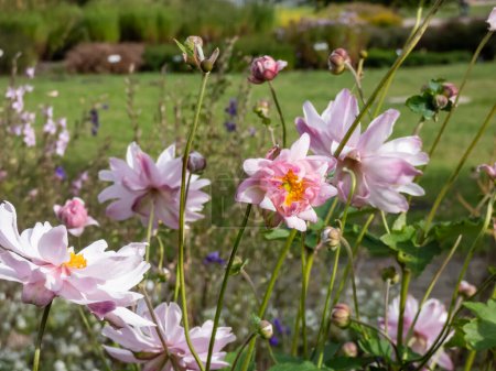 Belles et attrayantes fleurs rose clair aux pétales étroits relativement indisciplinés et aux centres jaunes de l'anémone 'Montrose' fleurissant à la fin de l'été et à l'automne