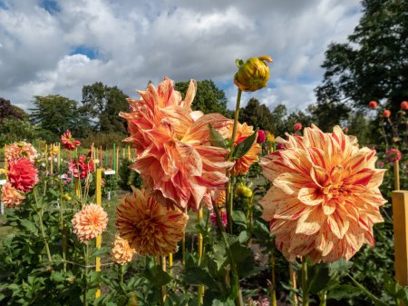 Dahlia 'Elijah Mason' florece con flores solteras, grandes, de color amarillo brillante y naranja con puntos rojos intercalados y tiras largas en otoño. Puede producir flores sólidas