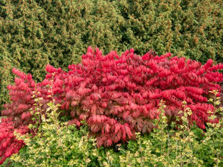 Schöne, bunte - rosa und rote Blätter der beliebten Zierpflanze geflügelte Spindel, geflügelter Euonymus oder brennender Busch (Euonymus alatus (thunb,) Siebold) 'Compactus' im Herbst
