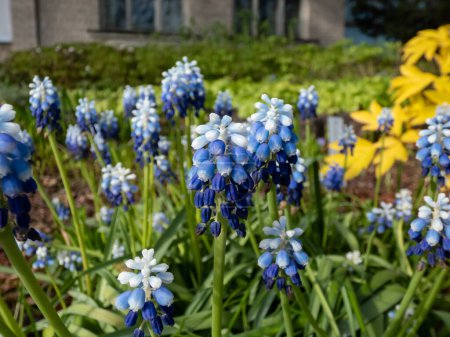 Close-up of bicolor grape hyacinth Muscari aucheri 'Mount Hood' blooming with grape-like clusters of rounded blue flowers with white tips, crowned with white florets in early spring