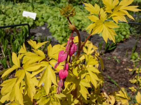 Bleeding heart plant cultivar (Dicentra spectabilis) 'Gold Hearts' with bright yellow leaves. Gold leaves and peach-colored stems, with rose-pink flowers with protruding white petals