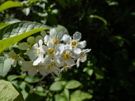 Primer plano de flores blancas del cerezo pájaro, arándano, arándano o árbol de Mayday (Prunus padus) en plena floración. Flores blancas en racimos largos pendulares (racimos) en primavera
