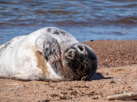 Grey seal pup (Halichoerus grypus) with soft, grey silky fur with dark spots resting and showing tongue on the sand in bright sunlight in the early spring with sea in background