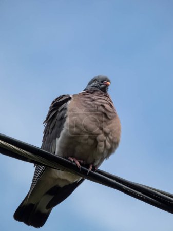 The common wood pigeon or woodpigeon (Columba palumbus) - grey with the white on its neck and wing and green and white patches on neck sitting on a cable with blue sky in background