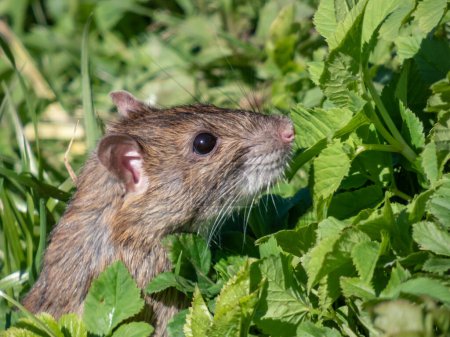 Close-up shot of the Common rat (Rattus norvegicus) with dark grey and brown fur standing on back paws surrounded with green grass in bright sunlight. Beautiful wildlife scenery
