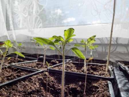 Makroaufnahme von kleinen Tomatenpflanzensämlingen, die in Plastiktöpfen auf der Fensterbank wachsen, mit weißen Vorhängen im Hintergrund. Indoor-Gärtnern und Keimen von Sämlingen