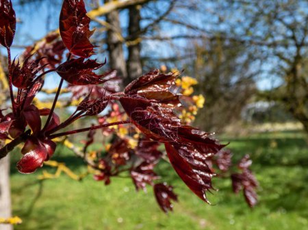 Nahaufnahme der tief purpurroten Blätter des preisgekrönten Norwegischen Ahorns (Acer platanoides) 'Purpurkönig', der im Frühling in einem Park wächst
