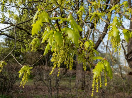 Close-up of the Pedunculate oak (Quercus robur) tree flowers and bright green leaves in early spring. Oak flowering with small flowers