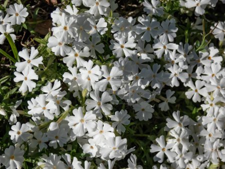 Close-up shot of the dense, mat-forming, evergreen creeping phlox (Phlox subulata) 'Maischnee' flowering with white flowers in garden in bright sunlight in spring